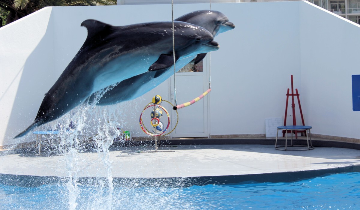 Antalya Sea Lions and Dolphin Show - 2